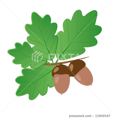 Acorns With Oak Leaves in Summer Isolated Objects - Stock Illustration ...