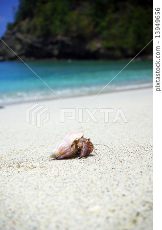Okajyadokari of Kopepe coast (Chichijima) 13949656