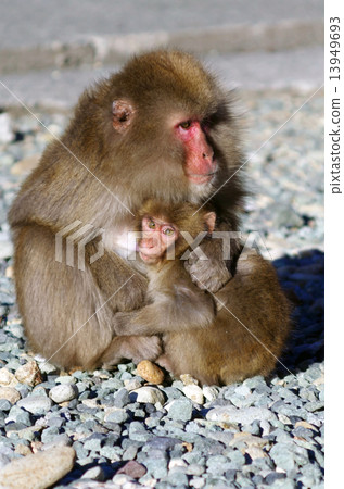 Parent monkey giving milk to small monkey 13949693