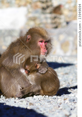 Parent monkey giving milk to small monkey 13949694