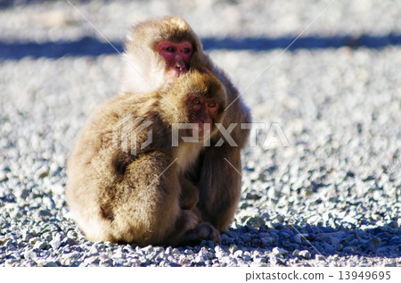 Monkey's couple 13949695