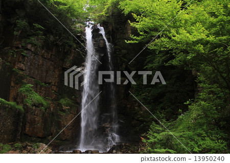 在長野縣的小野瀑布 13950240