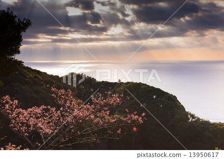 早上櫻花和大海 早上櫻花和大海 13950617