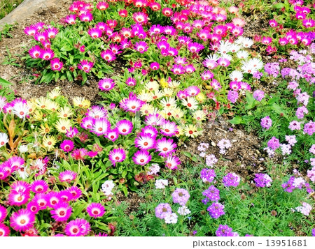 Livingston · Daisy 13951681