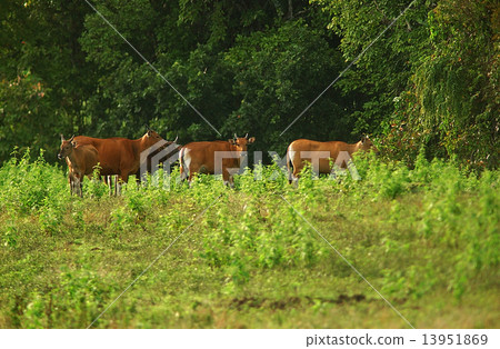 Java bull in Merubetiri Indonesia 13951869