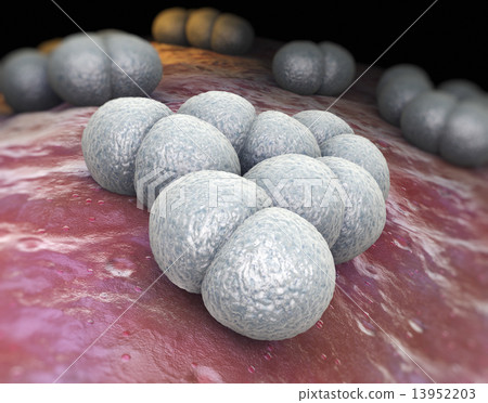 Neisseria meningitidis Neisseria meningitidis 13952203