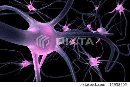 Neurons Neurons 13952205