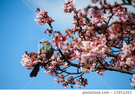Cherry blossoms and bulbul 13952265