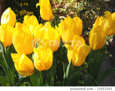 Tulip 13952503