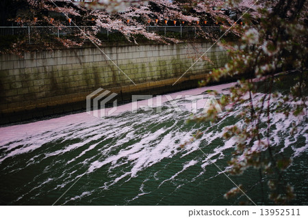 櫻花Mushi 13952511