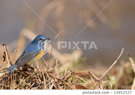 Wild bird ~ Ruribitaki ♂ ~ 13952527