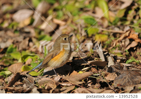 Wild bird ~ Lulibitaki female ~ 13952528