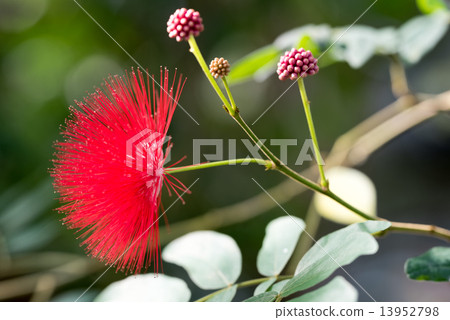 大紅色NEMU 13952798