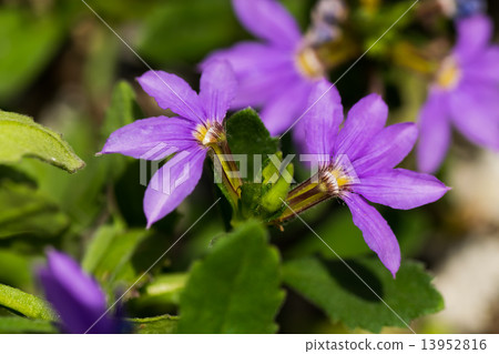 Scaevora Aeemra, Blue Fan Flower, southeastern Australia 13952816