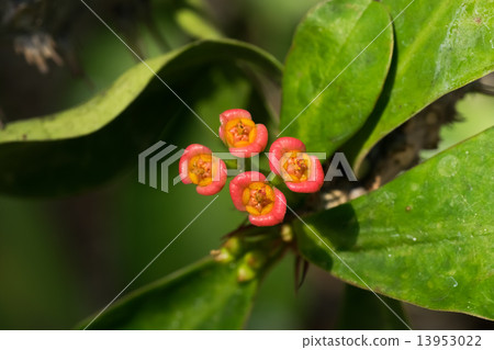 Hanaquilin,大戟科,馬達加斯加 Hanaquilin,大戟科,馬達加斯加 13953022