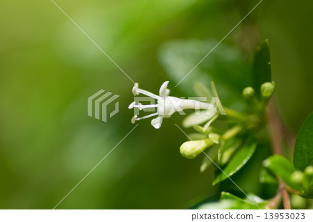 台灣Tsukubane Hutsugi，金銀花家庭 13953023