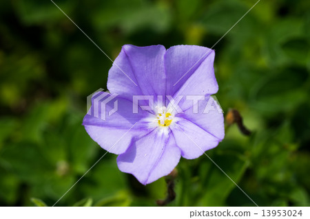 Combolbus · Sabatius, Blue compactor, Hiragao family, Mediterranean coast 13953024