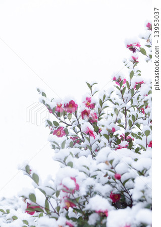 椿在雪地裡 椿在雪地裡 13953037