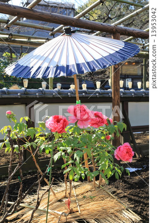 Ueno Toshogu Shibuen的淡紅色冬季牡丹花 13953042