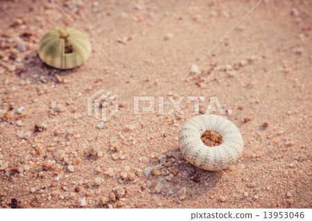 Urchin macro photography, Close up at beach backround 13953046