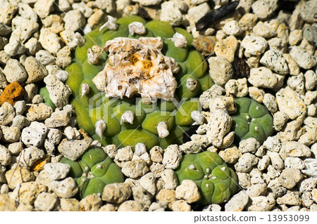 Rofofora Tiegrelli,冠玉,仙人掌科,墨西哥 Rofofora Tiegrelli,冠玉,仙人掌科,墨西哥 13953099