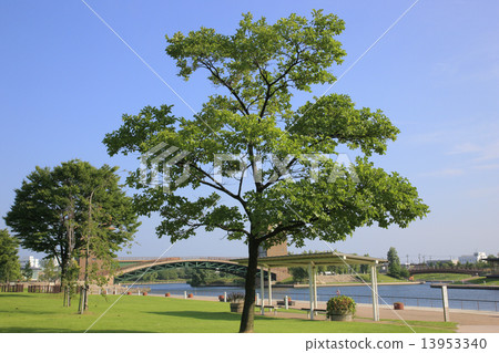 Enoki (Tomiwa canal water park) Enoki (Tomiwa canal water park) 13953340