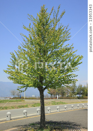 假髮 假髮 13953343