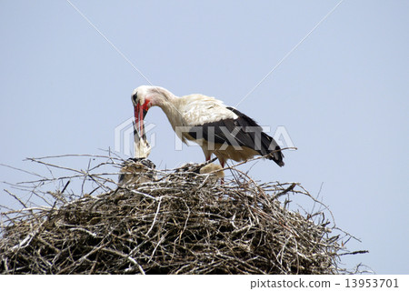 Stork family on the nest Stork family on the nest 13953701