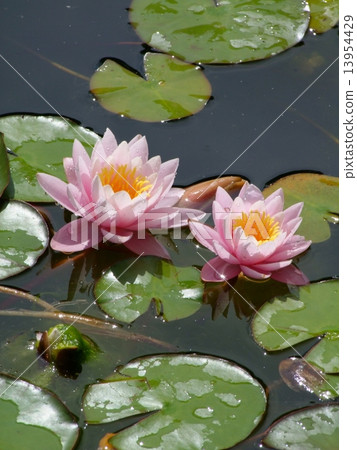 Waterlily flower, lotos Waterlily flower, lotos 13954429
