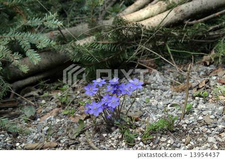 Flower Flower 13954437