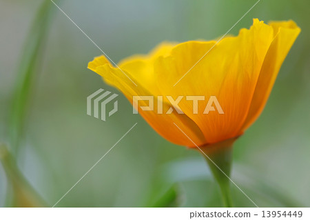 close up of california poppy flower 13954449