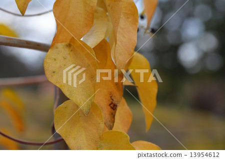 The yellow leaves and leaves of the tree 13954612