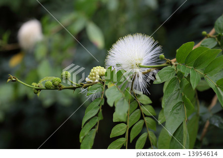 白花芽和花 白花芽和花 13954614