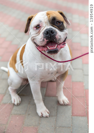 domestic dog English Bulldog breed 13954919