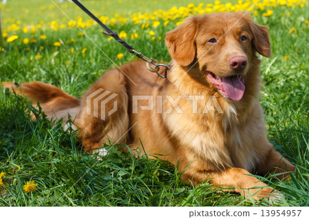 vector sketch two dog breed Nova Scotia Duck Tolling Retriever vector sketch two dog breed Nova Scotia Duck Tolling Retriever 13954957