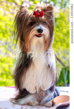 vector pedigreed dog Biewer Yorkshire terrier 13954962