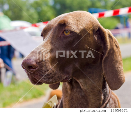 Close-up portrait of the dog Deutsch Kurzhaar breed Close-up portrait of the dog Deutsch Kurzhaar breed 13954971