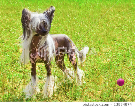 dog Chinese Crested breed with red ball dog Chinese Crested breed with red ball 13954974