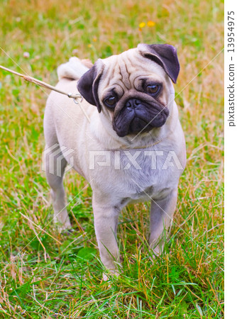 dog fawn pug breed on green grass in summer dog fawn pug breed on green grass in summer 13954975