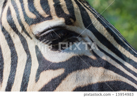 close-up portrait of a zebra close-up portrait of a zebra 13954983