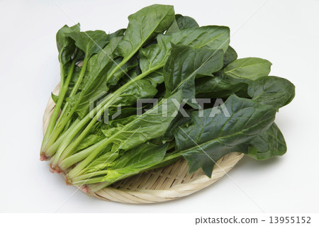 spinach  13955152
