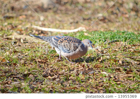 Pheasant butterfly (chick pigeon) 13955369