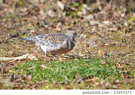 野雞蝴蝶(小雞鴿) 野雞蝴蝶(小雞鴿) 13955371