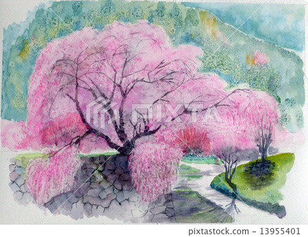 Sketch of Cherry Beef Cherry Blossoms Sketch of Cherry Beef Cherry Blossoms 13955401