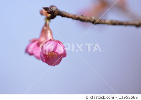 河津櫻花 13955669