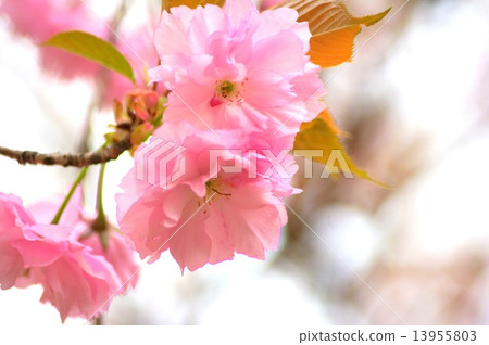 Kanzan (Sekiyama) cherry tree Kanzan (Sekiyama) cherry tree 13955803