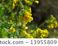 Rape blossoms 13955809