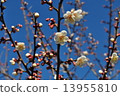 White plum 13955810