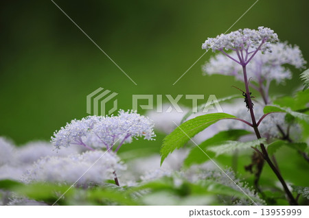 Cordyceps 13955999