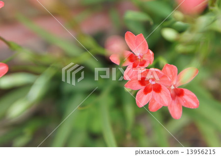 Himehimeigami iris 13956215